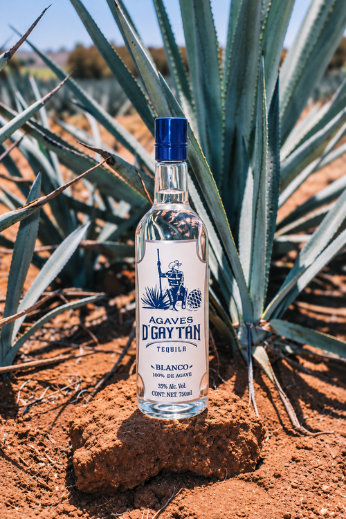 Agaves D’Gaytán Blanco en campo de agave azul